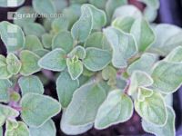 Oregano 2