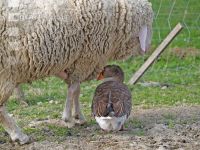 Schaf und Gans
