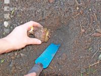 To plant hyacinths