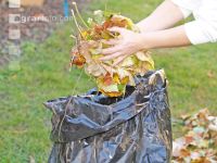 Collect foliage