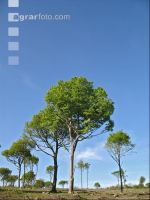 Buchenwald 6