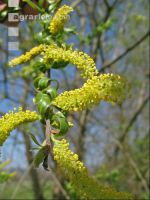 Silberweide Blüte 1