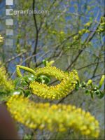 Silberweide Blüte 3