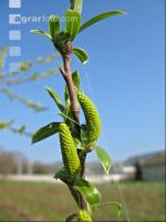 Silberweide Blüte 4