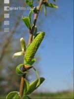 Silberweide Blüte 5