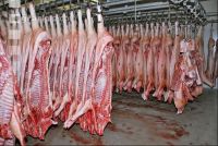 Kühlraum Schweine 2