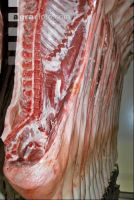 Kühlraum Schweine 6