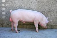Edelschwein Eber 03