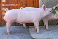 Edelschwein Eber 04