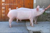 Edelschwein Eber 05