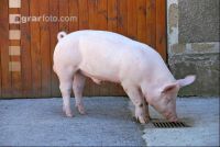 Edelschwein Eber 07