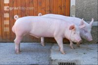 Edelschwein Eber 08