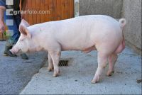 Edelschwein Eber 09