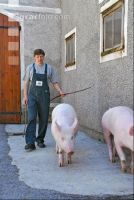 Edelschwein Eber 11