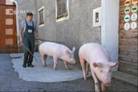 Edelschwein Eber 12