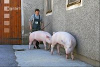 Edelschwein Eber 13