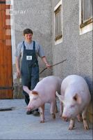 Edelschwein Eber 14