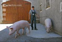 Edelschwein Eber 16