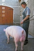 Edelschwein Eber 18