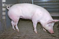 Edelschwein Sauen  01