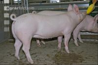 Edelschwein Sauen  02