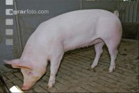 Edelschwein Sauen  03