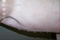 Edelschwein Sauen  04