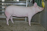 Edelschwein Sauen  07
