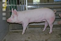 Edelschwein Sauen  08