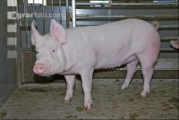 Edelschwein Sauen  09