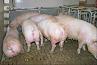 Edelschwein Sauen  10