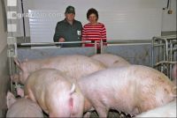 Edelschwein Sauen  11