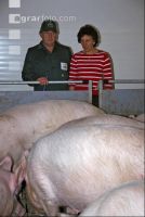 Edelschwein Sauen  13