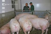 Edelschwein Sauen  14