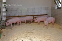 Edelschwein Sauen  15