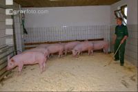 Edelschwein Sauen  18