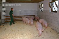 Edelschwein Sauen  19