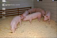 Edelschwein Sauen  20