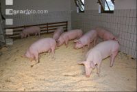 Edelschwein Sauen  21