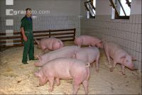 Edelschwein Sauen  23