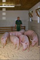 Edelschwein Sauen  26