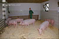 Edelschwein Sauen  28