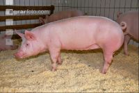 Edelschwein Sauen  29