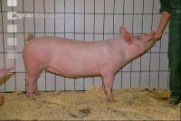 Edelschwein Sauen  34