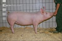 Edelschwein Sauen  35