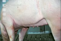 Edelschwein Stall 32