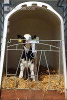 calf iglu 1