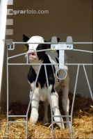 calf iglu 2