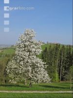 Mostobst Blüte 11