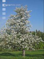 Mostobst Blüte 10